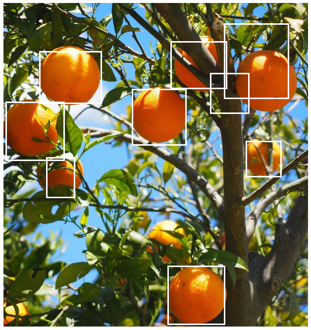 An orange tree with oranges shown with the boxes that remain after applying NMS with threshold of 0.1