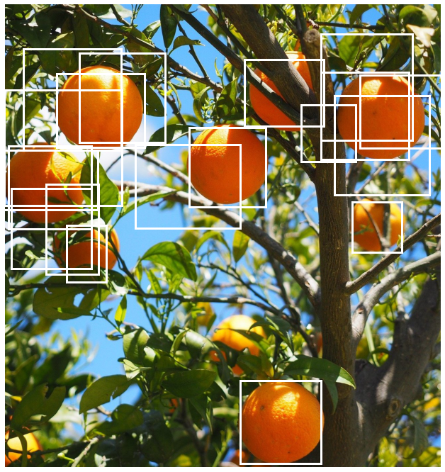An orange tree with oranges shown with the boxes that remain after applying NMS with threshold of 0.5