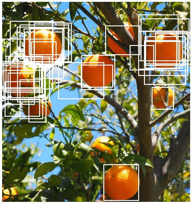 An orange tree with oranges shown with the boxes that remain after applying NMS with threshold of 0.9